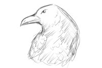 raven sketch
