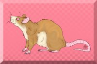 Rattie~<3  For sale or trade.