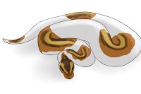 Anyone interested in ball python adopts?