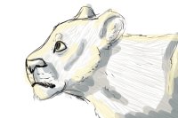 lioness sketch