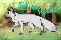 Elic Foxes Adopts | Open