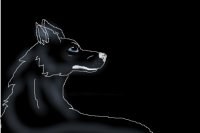 Lonely dark wolf