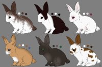 rabbit adopts [1/6]