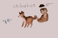 chihuahua