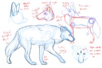 How to draw wolf + big ears and three eyes