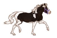 Ferox Welsh Pony #357 - Silver Dapple Black Splash Tobiano