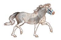 Ferox Welsh Pony #360 - Rose Grey/Grey Chimeric Sabino