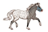 Ferox Welsh Pony #380 - Silver Grullo Splash Blanket