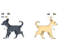 Senegal Hound Breeding ; 031-032