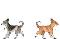 Senegal Hound Breeding : 070 + 071