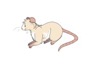 rat boy