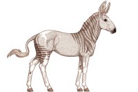 Senegal Zebra : 191