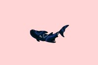 Whale shork