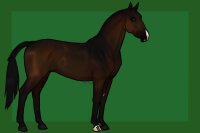 dark bay mare