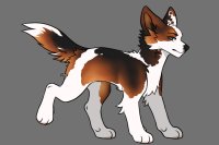 Collie Adopt Design Tryout