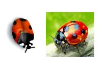 Ladybug - 9 years later