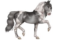Avolire Horse #076