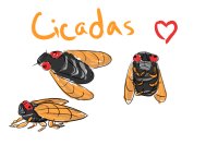 Cicadas.