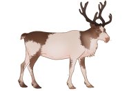 Baltic Reindeer #039