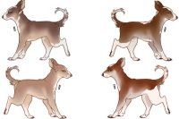 Senegal Hound Breeding : 240-243