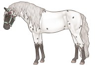 Andaluz Sport Horse #B012