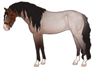 Andaluz Sport Horse #B013