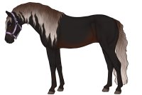 Andaluz Sport Horse #073