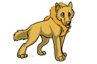 Lion/Dog/Wolf