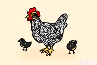 Barred Rock Chicken + chicks