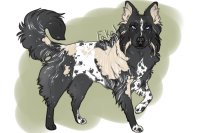 Collie Artist Search | Pup #1