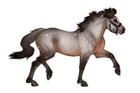 Ferox Welsh Pony #BL010