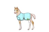Blanket foal #31 foal ref