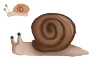 Snail.??/