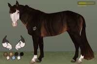 Silver Fox Appendix Horses - 005