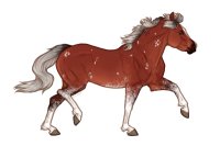 Ferox Welsh Pony #045