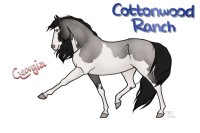 CWHR: Blue Roan Overo