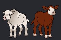 calf gift lines