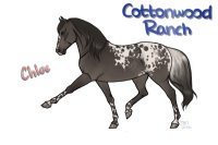 CWHR: Grulla Spotted Blanket Appaloosa