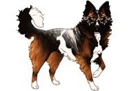 Beaumont Collie Litter #856 - Puppy A