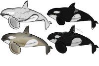 orca adopts sheet 2
