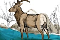 summer elk