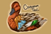 Cinnamon Teal Male