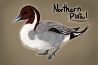 Northen Pintail (Drake)