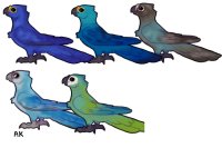 Various Genus Parrots