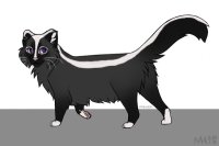 skunk cat