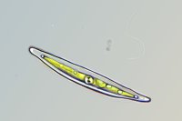 Diatom under my microscope :o