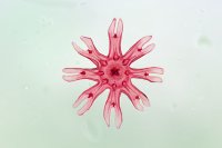 A jellyfish (Aurelia) ephyra under my microscope :-)!!