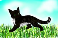 Kitty In da grass