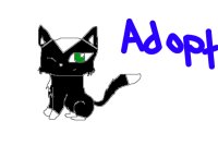 Adoptable cat