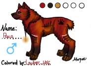 Paco the red wolf